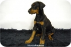 Doberman camada disponible\'¡ - mejor precio | unprecio.es