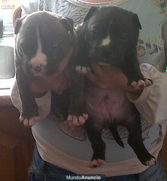 2 machos AMERICAN STAFFORD TERRIER