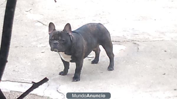 BULLDOG FRANCES NACIONAL BUSCA NOVIA