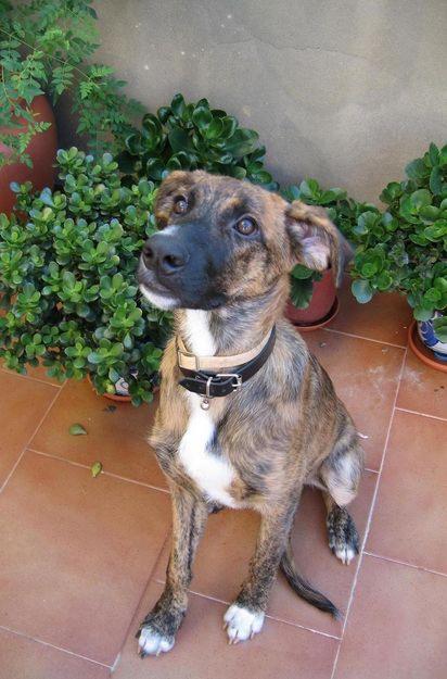 Cachorrita de 7 meses