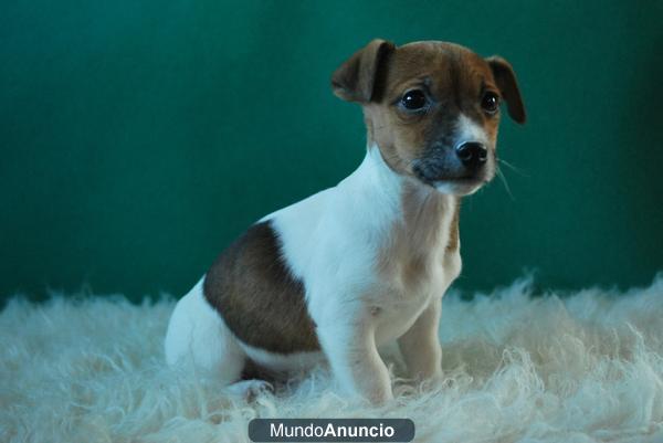 disponibles jack russell terrier , hembras en venta, dos meses