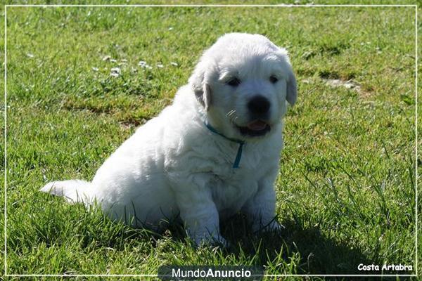 Golden Retriever. Camada para entregar en Junio.