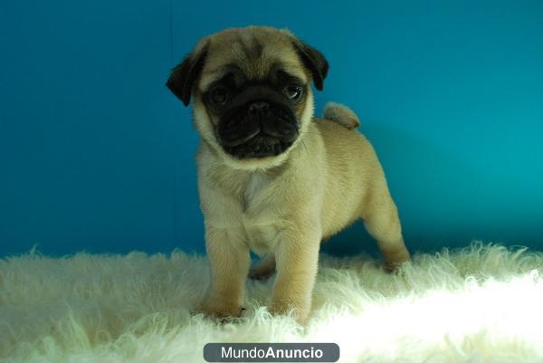 NUEVA CAMADA DE CARLINO PUG NEGRO Y CANELA INFORMATE SIN COMPROMISO