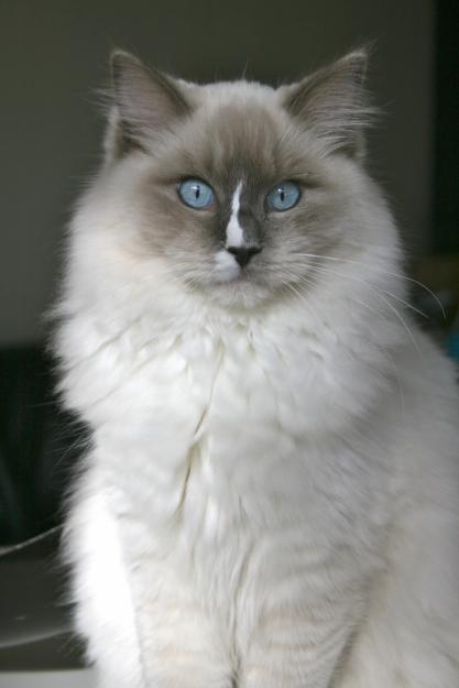 Ragdoll con pedigree