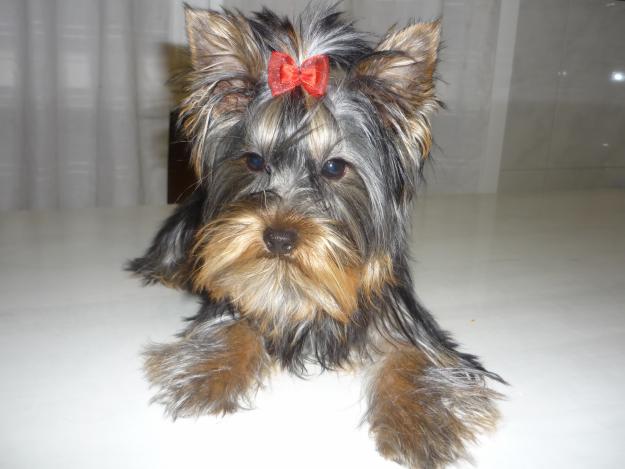 se ofrece macho de yorkshire terrier para monta