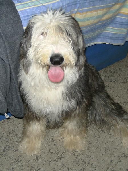 se vende bobtail