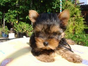 100 euros Yorkie cachorro hembra buscando a alguien, ¿podría ser un?.