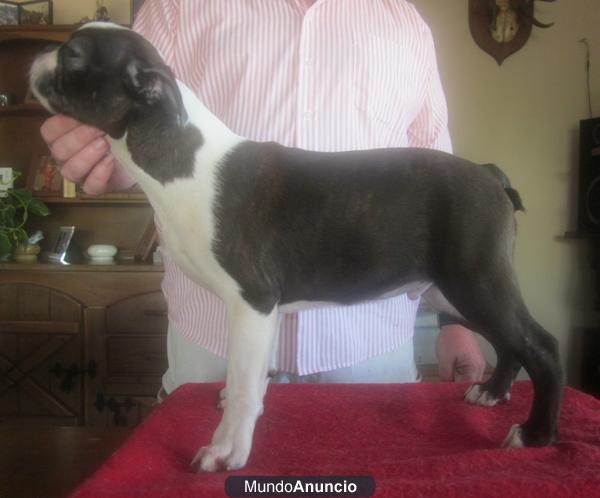 boton terrier cachorro macho