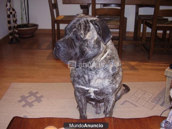 Bullmastiff excelentes