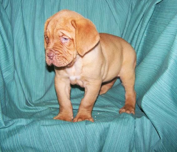 CACHORROS DE DOGO DE BURDEOS - MAGNIFICOS EJEMPLARES