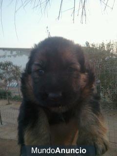 CACHORROS DE PASTOR ALEMAN