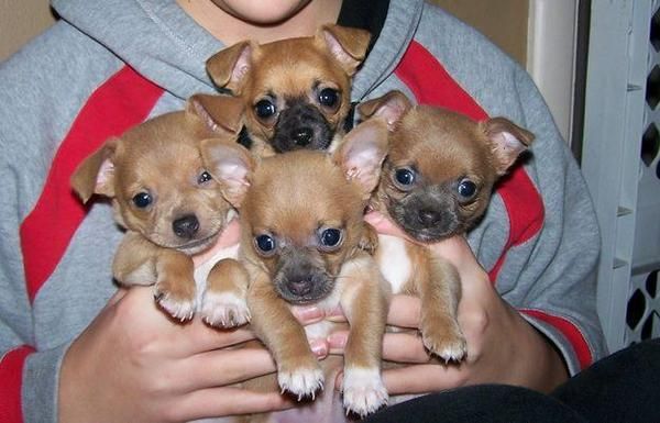 Chihuahua cachorros sanos para la venta con papeles 100