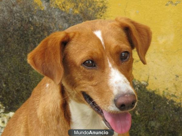 CHOCO Y FRAN dos podenquitos muy cariñosos buscan adopcion