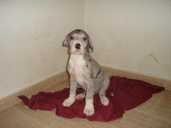 Dogo aleman ( Gran danes ) L.O.E , 500