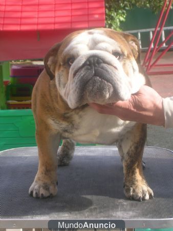 Magnifico bulldog ingles de exposición en venta