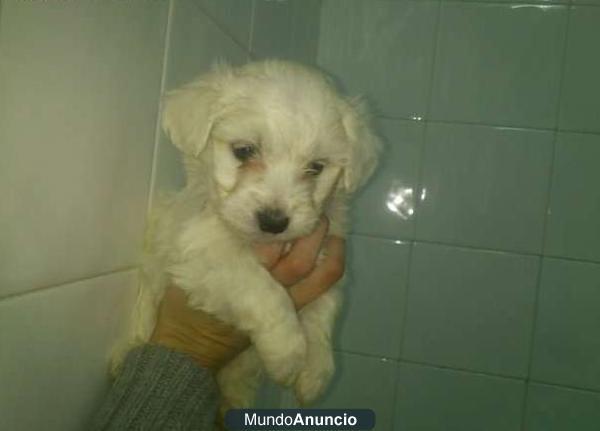 OFERTA DE BICHON MALTES, CACHORROS MUY PEQUEÑOS CRIADOS EN FAMILIA