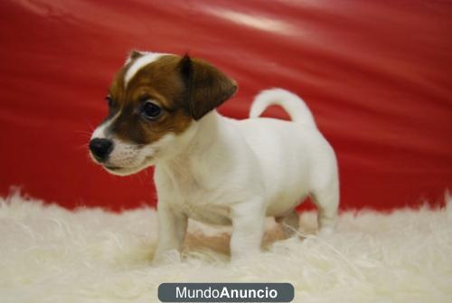 Preciosa Camada de Calidad con 2 meses jack Russell