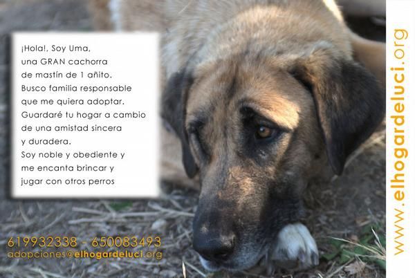 Uma, mastina de 1 año en adopción