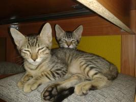 zipi y zape, 2 gatos europeo comun en Madrid