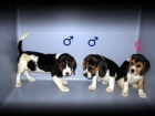 BEAGLES CACHORROS A 250 Euros - mejor precio | unprecio.es