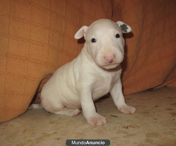 BULL TERRIER DE CALIDAD A BUEN PRECIO