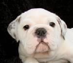 Cachorros bulldog Friendly necesidad de un buen hogar.