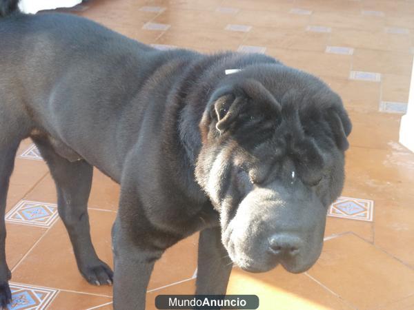 Espectacular sharpei macho para monta