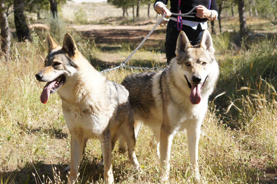 perro lobo checoslovaco