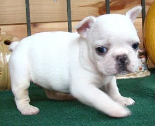 se venden cachorros de bulldog frances  150