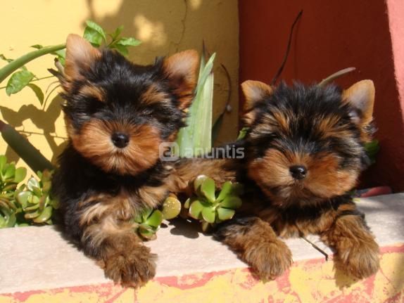 Yorkshire terrier cachorros