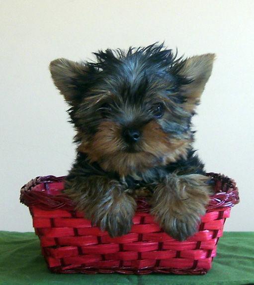 YORKSHIRE TERRIER MINIS