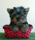 YORKSHIRE TERRIER MINIS - mejor precio | unprecio.es