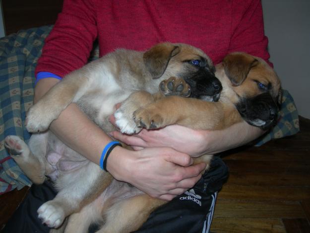 cachorro de mastín hembra de 1mes