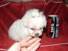 ***PRECIOSOS CACHORRITOS DE BICHON MALTES*** - mejor precio | unprecio.es