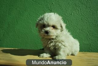 BICHON MALTES MUY BLANQUITOS