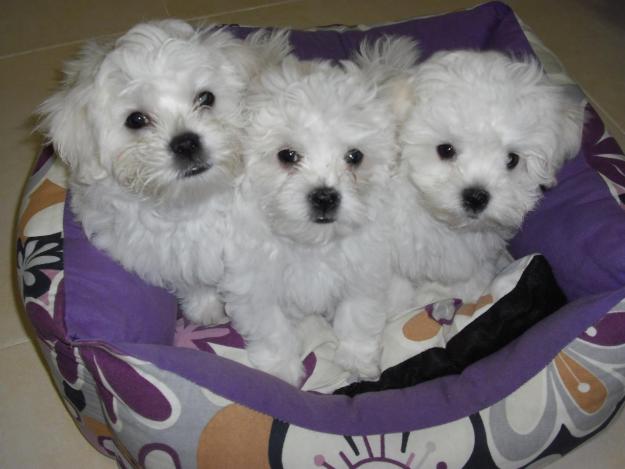 Cachorros de Bichon Maltes en Venta