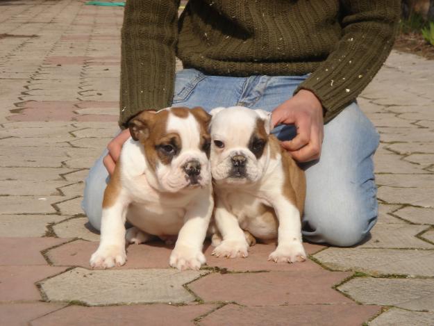 Cachorros de Bulldog ingles