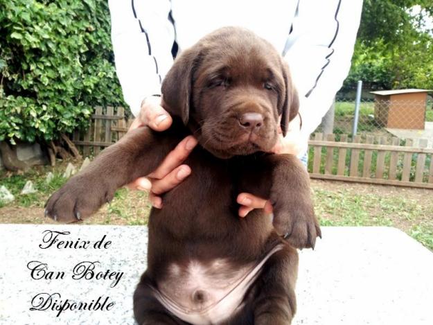 Cachorros de Labrador Retriever Negros, Amarillos y Chocolates