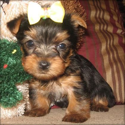 cachorros de yorkie para la cena de Navidad de hojalata 90euros