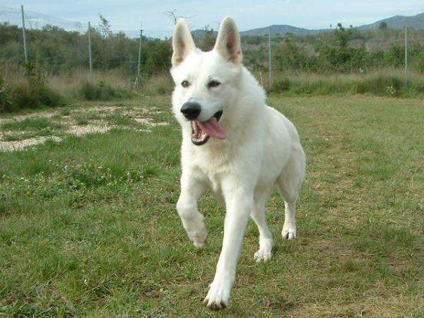 Cachorros Pastor Blanco Suizo