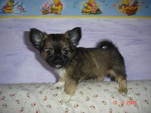 CHIHUAHUAS MINI DESDE --500€--