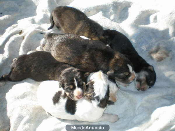 REGALO PRECIOSOS CACHORROS RAZA GRANDE