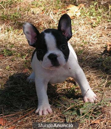 se vende bulldog frances hembra por no poder atender precio 300 euros muy bonita