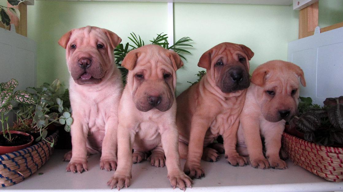 shar pei