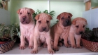 shar pei - mejor precio | unprecio.es