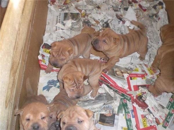 Vendo extraordinarios cachorros de Shar-pei - Tenerife