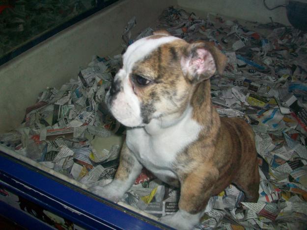 cachorrita bulldog inglés