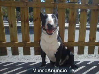 bull terrier miniatura para montas