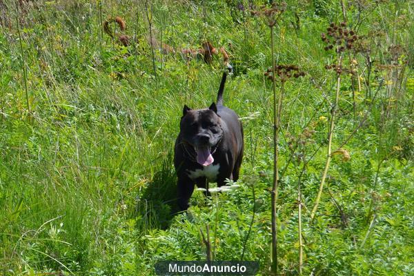 Busco hembra pitbull