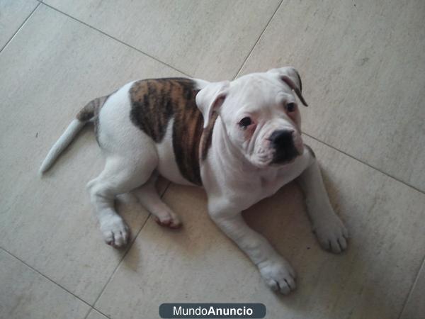 cachorra de bulldog americano en venta